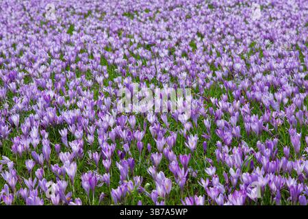 Crocus, Crocus speciosus, blühende Krokusse im Schlosspark Husum, Frühling, Schleswig-Holstein, Deutschland Stockfoto