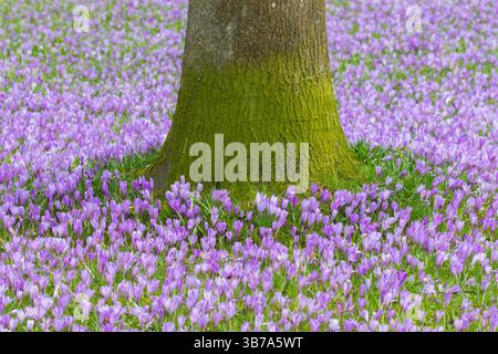 Crocus, Crocus speciosus, blühende Krokusse im Schlosspark Husum, Frühling, Schleswig-Holstein, Deutschland Stockfoto