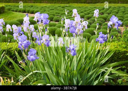 Iris des Jardins, Iris germanica, Jardin des Tuileries, Paris, Frankreich, Europa Stockfoto