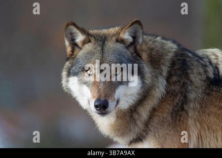Wolf, Canis Lups, Erwachsener, Porträt, Winter, Niedersachsen, Deutschland Stockfoto
