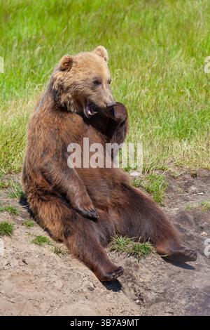 Europäischer Braunbär, Ursus arctos, aufrecht sitzend, Schweden Stockfoto