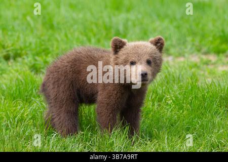 Europäischer Braunbär, Ursus arctos, junger Bär, Schweden Stockfoto