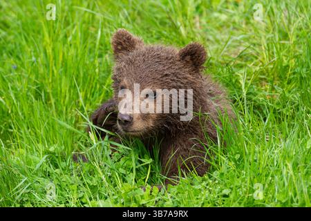Europäischer Braunbär, Ursus arctos, junger Bär, Schweden Stockfoto