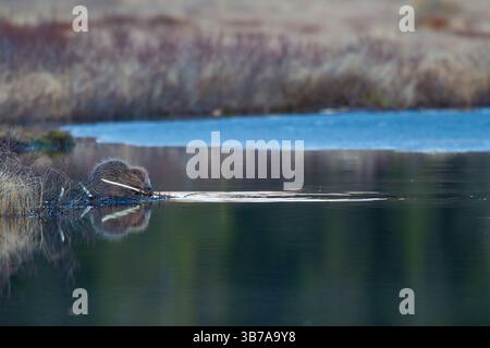 Europäischer Biber, Castorfaser, Biberfütterung am Wasser, Dalarna, Schweden Stockfoto