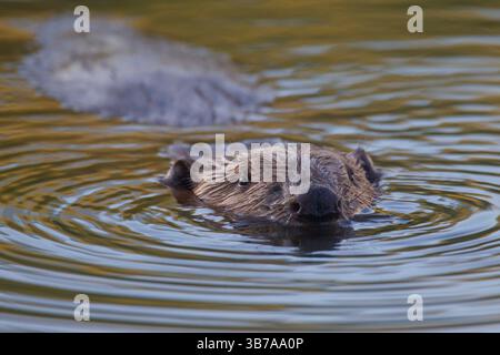 Europäischer Biber, Castor Fiber, Biberschwimmen, Elbtal, Niedersachsen, Deutschland Stockfoto