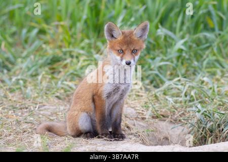 Rotfuchs, Vulpes vulpes, Jungtier, Frühling, Schleswig-Holstein, Deutschland Stockfoto