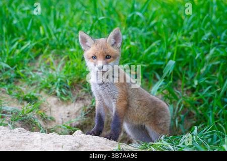 Rotfuchs, Vulpes vulpes, Jungtier, Frühling, Schleswig-Holstein, Deutschland Stockfoto