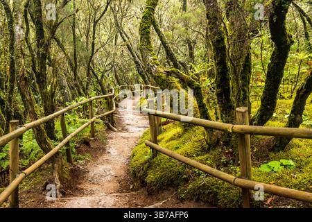 Wanderweg durch den geheimnisvollen El Cedro Wald, Garajonay Nationalpark, La Gomera, die Kanarischen Inseln, Europa. Stockfoto