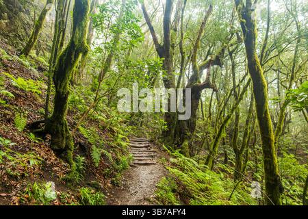 Wanderweg durch den geheimnisvollen El Cedro Wald, Garajonay Nationalpark, La Gomera, die Kanarischen Inseln, Europa. Stockfoto
