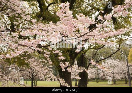 Japan, Shikoku, Matsuyama, Kirschblüten, Blumen, sakura, Stockfoto