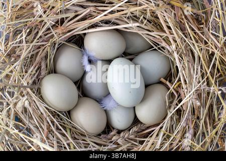 Grüne Hühnereier in einem Strohnest Stockfoto