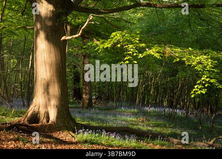 Eine reife Buche im Blauglockenwald auf dem Hiigh weald nahe Mount Field im Osten Sussex im Südosten Englands Stockfoto