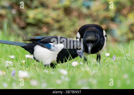 Zwei eurasische Elpen (Pica pica), die im Gras Nahrung suchen und ihr schwarz-weißes Gefieder in einer natürlichen Umgebung zeigen. Stockfoto