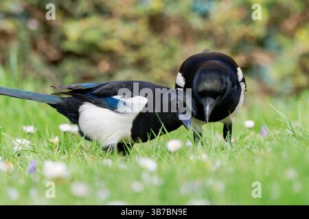 Zwei eurasische Elpen (Pica pica), die im Gras Nahrung suchen und ihr schwarz-weißes Gefieder in einer natürlichen Umgebung zeigen. Stockfoto