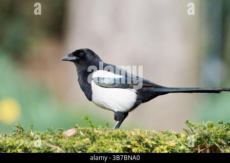 Eurasische Elster (Pica pica), die auf einer Hecke thront und ihr markantes schwarz-weißes Gefieder in einer natürlichen Gartenumgebung präsentiert. Stockfoto