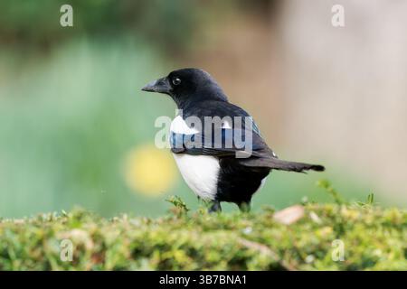 Eurasische Elster (Pica pica), die auf einer Hecke thront und ihr markantes schwarz-weißes Gefieder in einer natürlichen Gartenumgebung präsentiert. Stockfoto