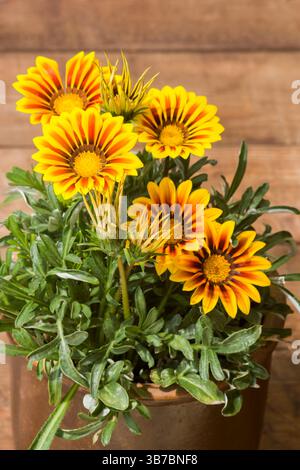 afrikanische Gänseblümchen. Gazania Blume heimisch. Gelbe Blumen (Südafrikanische Gänseblümchen - Gazania rigens) Stockfoto