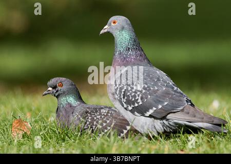 Ein Paar Tauben (Columba Livia), die im Gras ruhen, ein häufiger Anblick in städtischen Parks und Naturgebieten in den Städten. Stockfoto