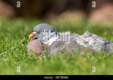 Eine Waldtaube (Columba palumbus), die im Gras ruht, ein häufiger Anblick in europäischen Wäldern und Feldern, Teil der Familie Columbidae. Stockfoto