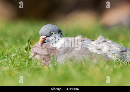 Eine Waldtaube (Columba palumbus), die im Gras ruht, ein häufiger Anblick in europäischen Wäldern und Feldern, Teil der Familie Columbidae. Stockfoto