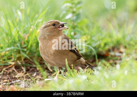 Ein weibliches Chaffinch (Fringilla coelebs) im Gras, das einen Samen im Schnabel hält, Teil der Familie der Fringillidae, in einer natürlichen Umgebung. Stockfoto