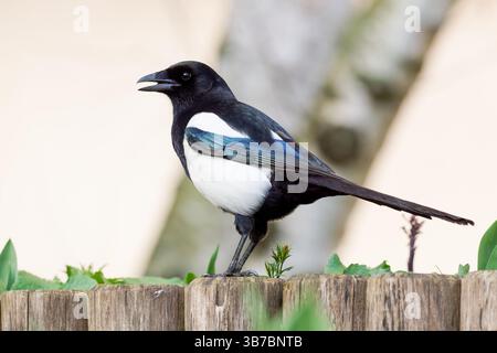 Eine europäische Elster (Pica pica), die auf einer Hecke thront und ihr charakteristisches schwarz-weißes Gefieder in einem städtischen Garten zeigt. Stockfoto