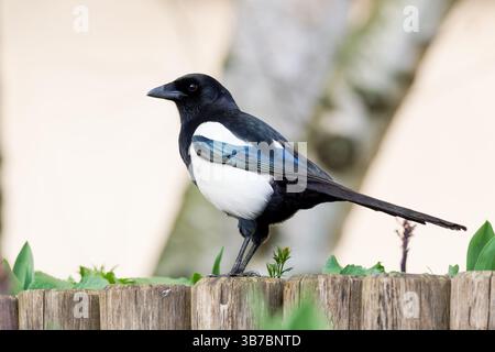 Eine europäische Elster (Pica pica), die auf einer Hecke thront und ihr charakteristisches schwarz-weißes Gefieder in einem städtischen Garten zeigt. Stockfoto