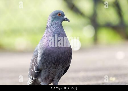 Taube (Columba Livia), die durch die Trocadéro-Gärten in Paris läuft, mit dem berühmten Eiffelturm im Hintergrund. Stockfoto