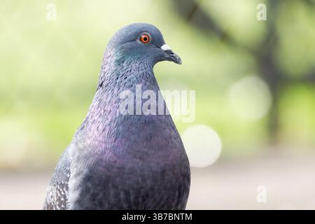 Taube (Columba Livia), die durch die Trocadéro-Gärten in Paris läuft, mit dem berühmten Eiffelturm im Hintergrund. Stockfoto