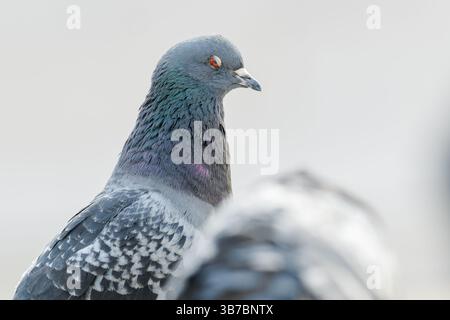 Taube (Columba Livia), die durch die Trocadéro-Gärten in Paris läuft, mit dem berühmten Eiffelturm im Hintergrund. Stockfoto