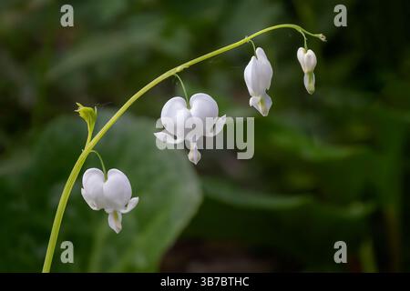 Nahaufnahme des Stammes einer blutenden Herzpflanze mit weißen Blüten. Der natürliche unscharfe Hintergrund bietet Platz zum Kopieren von Text Stockfoto
