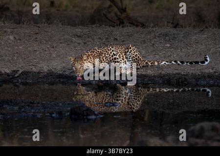 Ein junger indischer Leopard trinkt Wasser aus einem natürlichen Wasserloch, während er während der frühen Morgenstunden bei schlechten Lichtverhältnissen Augenkontakt behält Stockfoto