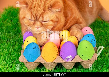 Eine lustige Ingwerkatze schläft auf Kunstrasen in der Nähe von farbigen ostereiern Stockfoto