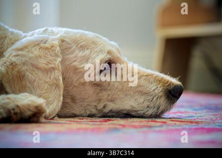 Ein Porträt eines süßen, glatthaarigen beigen Labradoodle-Hundes, der auf dem Boden liegt und schlummert Stockfoto