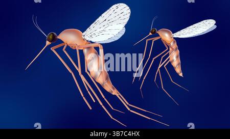 Eine 3D-Darstellung einer wissenschaftlich akkuraten, aber künstlerisch gerenderten Darstellung einer Mücke, möglicherweise einer Anopheles. Stockfoto