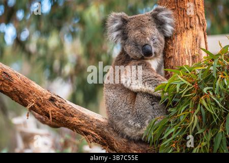 Australischer Koalabär schläft an einem Tag auf Eukalyptuszweig, South Australia Stockfoto