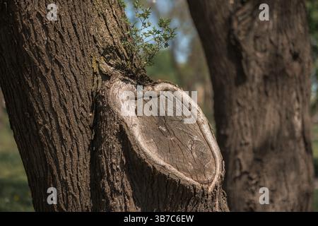 Der Stamm eines Baumes, ein Ast wurde abgeschnitten, aber von dort wächst ein Spross. Ein neuer Anfang, ein neues Leben. Stockfoto