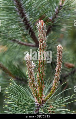Nahaufnahme junger Tannenbäume mit frischen grünen Nadeln und rötlichen Knospenspitzen, die im Freien bei natürlichem Licht mit einem unscharfen Waldhintergrund erfasst werden. Stockfoto