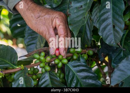 Ein Anbauer pflückt eine reife Kaffeekirsche, die auf einer kleinen Kaffeeplantage in Kolumbien wächst. Die Kirschen oder Früchte enthalten die Kaffeebohnen, die die s sind Stockfoto