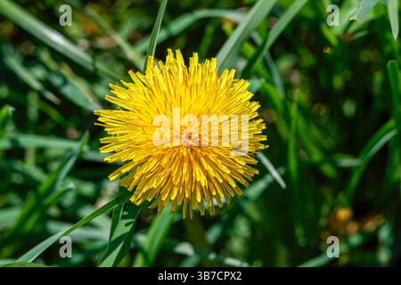 Ein Taraxacum officinale, der Löwenzahn oder gewöhnlicher Löwenzahn. Eine krautige mehrjährige gelbe blühende Pflanze, die in der hellen Sonne leuchtet Stockfoto