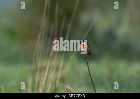 Der Europäische Steinechat (Saxicola rubicola), eine Unterart des gewöhnlichen Steinechats. Die Familie der Muscicapidae Stockfoto