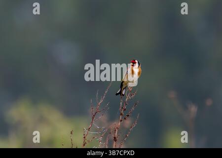 Der Europäische Goldfink oder einfach der Goldfink (Carduelis carduelis) ist ein kleiner Passerinvogel aus der Familie der finken. Auf einem Ast gegen eine Unschärfe Stockfoto