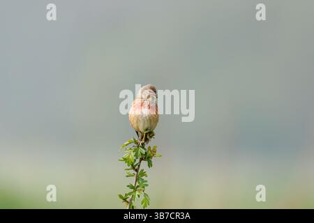 Kleiner Vogel auf Blattzweig ein kleiner Vogel mit rotem und braunem Gefieder, der auf einem Blattzweig vor einem weichen, verschwommenen Hintergrund thront.Ein kleines Linnet Stockfoto