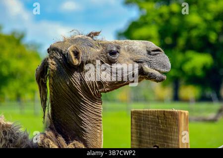 Baktrisches Kamel im Zoo Stockfoto