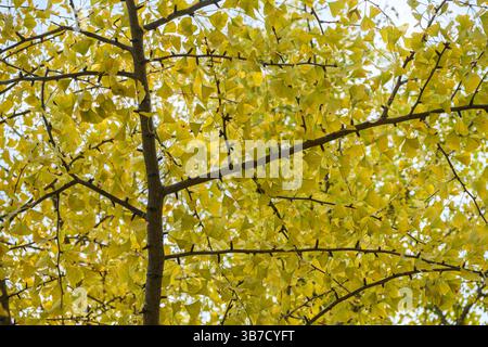 Krone von Ginkgo biloba Baum gegen den Himmel. Stockfoto