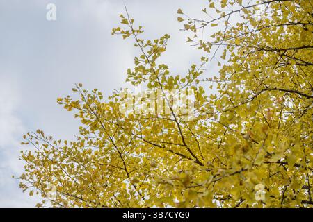 Krone von Ginkgo biloba Baum gegen den Himmel. Stockfoto