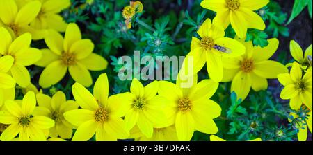 Eine lebendige Blumenpracht in einer natürlichen Umgebung im Freien. Bunte Blütenblätter in voller Blüte schaffen eine wunderschöne, frische und romantische Atmosphäre Stockfoto