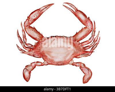 Krabbenaquarell. Handgezeichnetes Meerestier auf isoliertem weißem Hintergrund. Clip Art Meeresfrüchte. Ideal für Restaurantmenüs, Verpackungen, Karten und Logo von Stockfoto