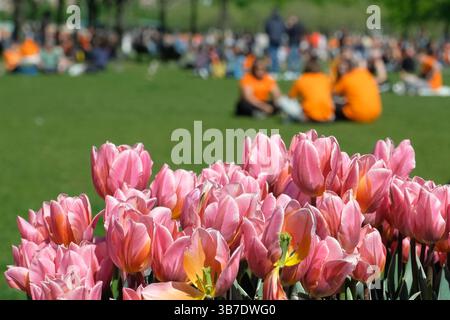 Pinkfarbene Tulpen blühen vor den Picknickern am Museumplein während der Feier zum Königstag am 26. April 2025 in Amsterdam, Niederlande. Der Königstag (Koningsdag) ist ein jährlicher Nationalfeiertag zu Ehren des Geburtstages des niederländischen Königs Willem-Alexander. (Foto: Yuriko Nakao/AFLO) Stockfoto