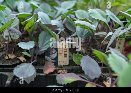 Bad Hersfeld, Deutschland, 04.20.25. Nahaufnahme von jungen Rotkohl-Setzlingen, die in einem Gartentablett mit der Aufschrift Rotkohl gedeihen. Das leuchtende Grün und Stockfoto